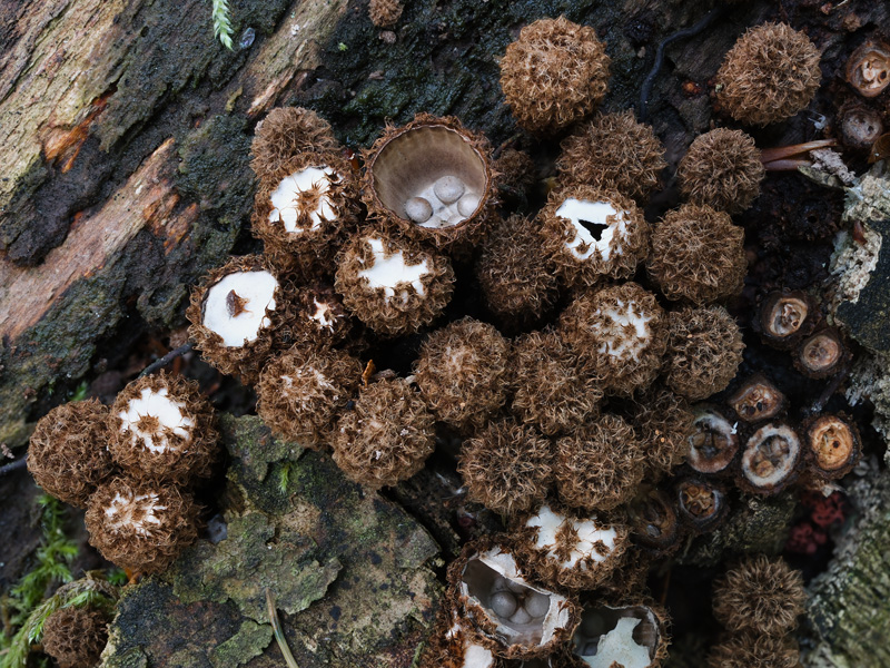 Cyathus striatus